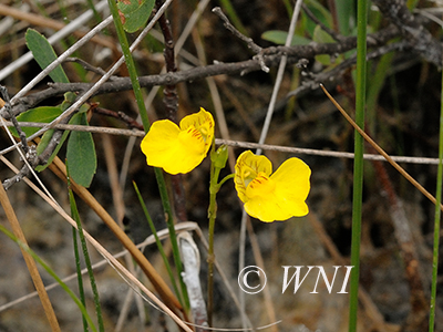 Flat-leaved Bladderwort (Utricularia intermedia)